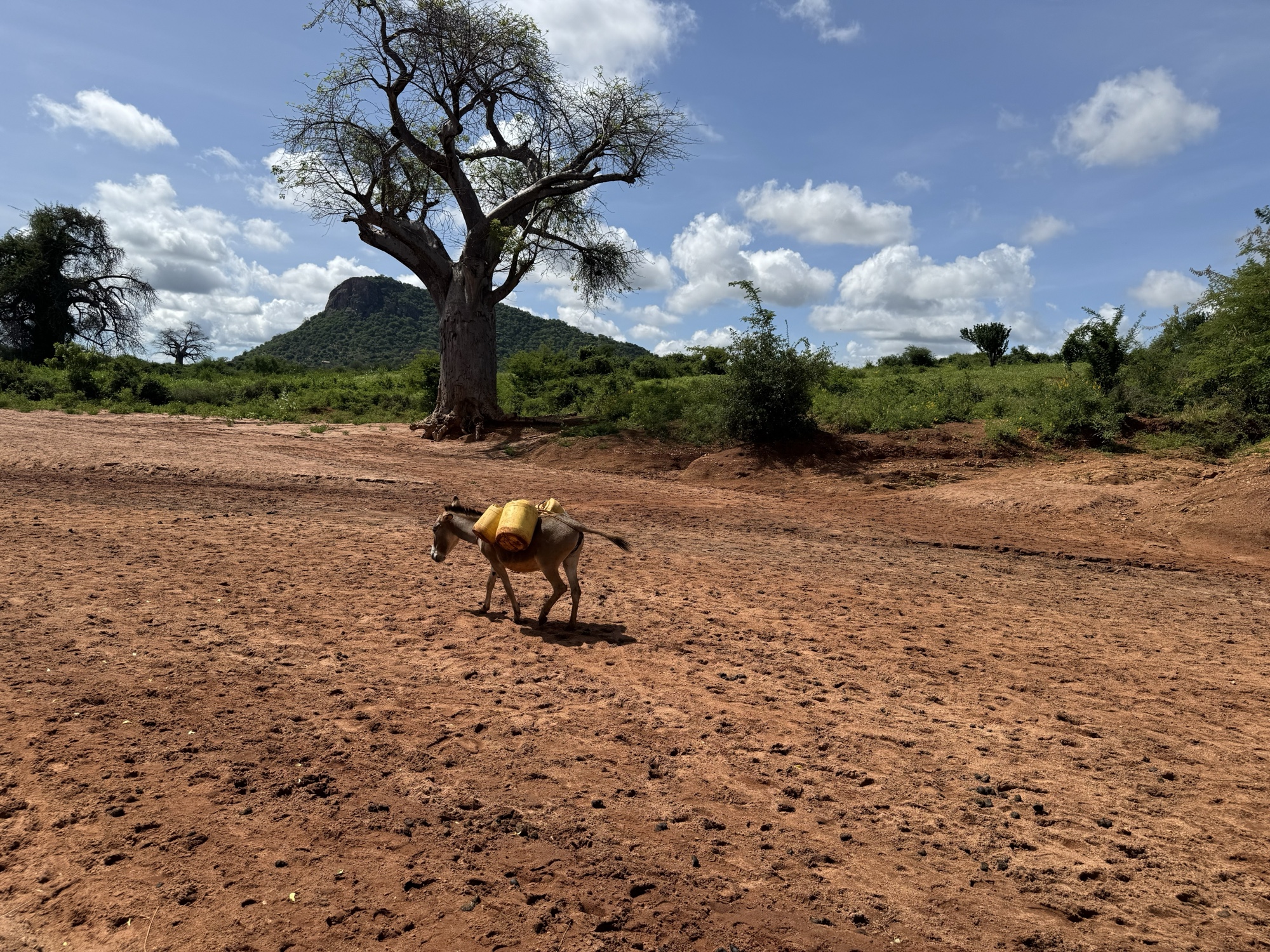 donkey dry river.jpg